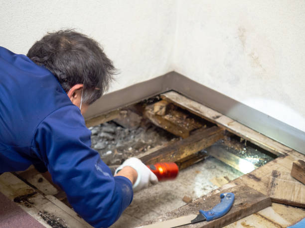 Best Affordable Mold Removal  in Trophy Clu, TX
