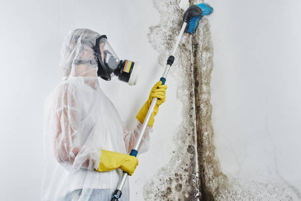 Best Mold Remediation Experts  in Trophy Clu, TX