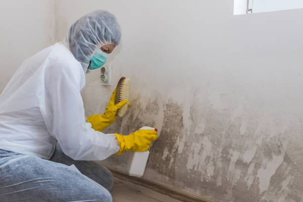 Best Residential Mold Removal  in Trophy Clu, TX