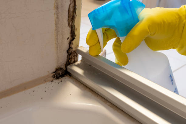 Best Professional Mold Removal  in Trophy Clu, TX