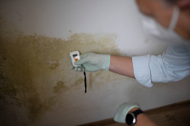 Best Black Mold Removal  in Trophy Clu, TX