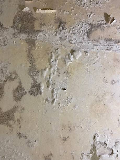 Office Mold Removal Services in Trophy Clu, TX