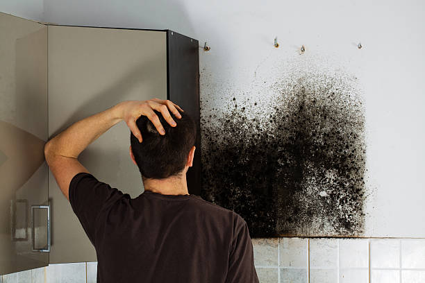 Best Emergency Mold Removal  in Trophy Clu, TX