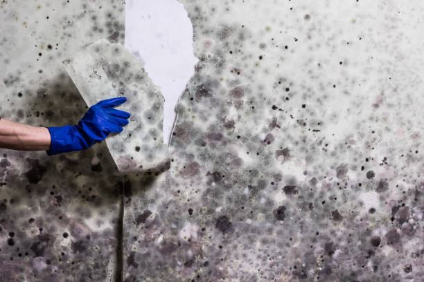 Best Mold Removal Company Near Me  in Trophy Clu, TX