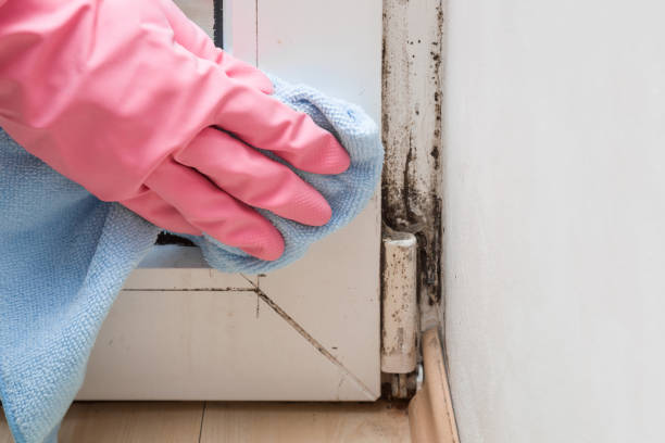 Best Attic Mold Removal  in Trophy Clu, TX