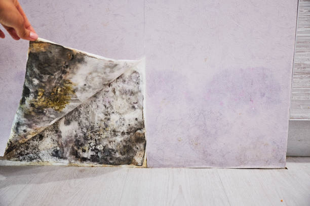 Best Same-Day Mold Removal  in Trophy Clu, TX